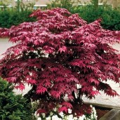 Acer Atropurpureum
